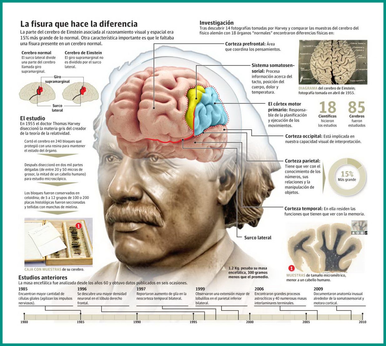cerebro Einstein infografia
